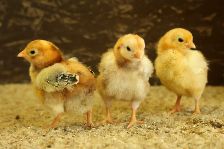 Chicks Easter Chick Dwarf Chickens  - Lolame / Pixabay